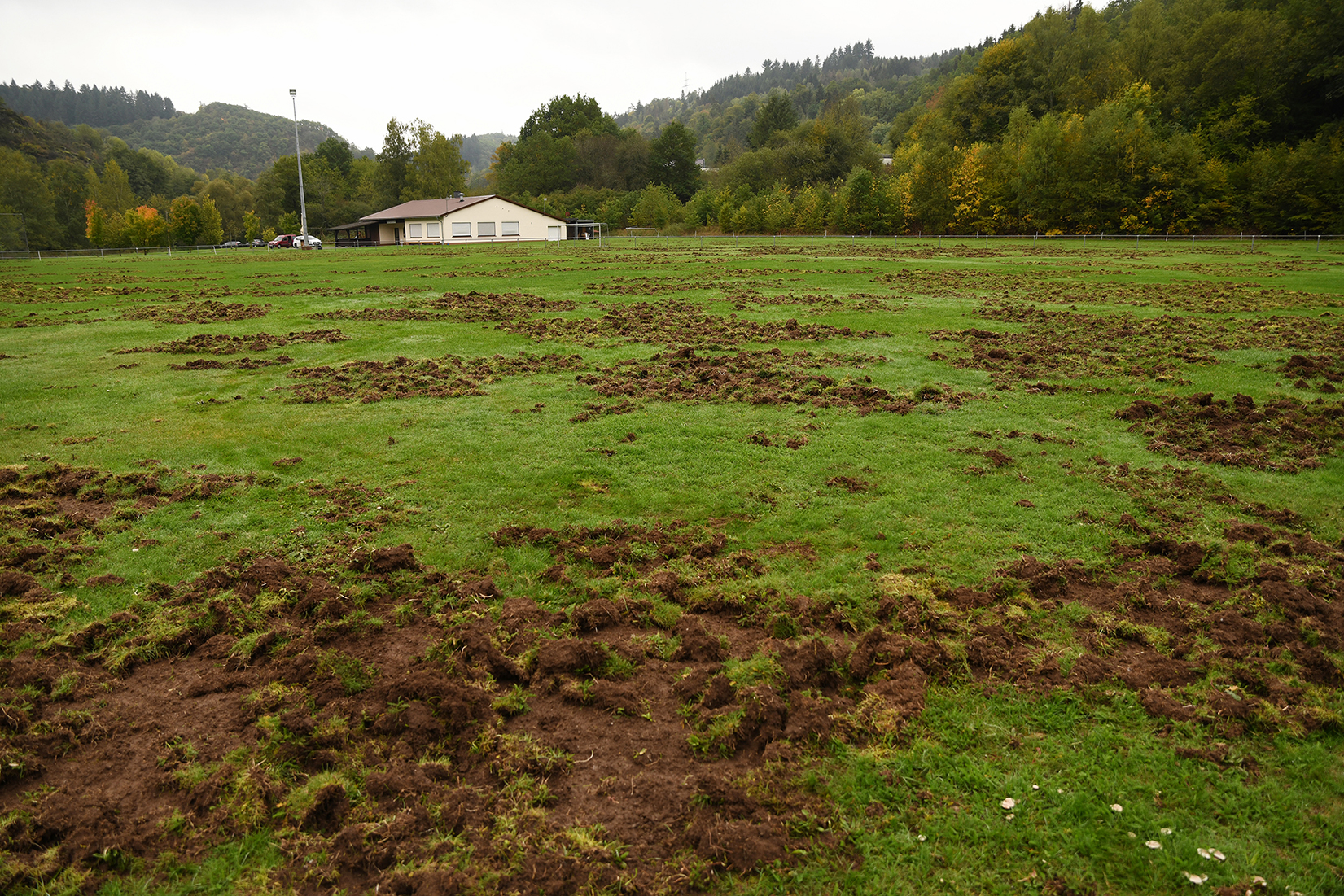 Spendenkonto FC Lauretta Frauenberg Wildschweinschaden in Frauenberg 2019 10