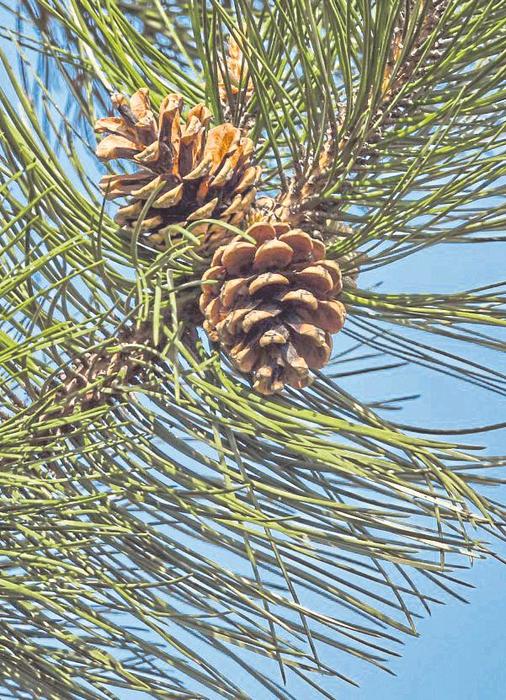 Nachbarn dürfen zur Selbsthilfe greifen 2021 11 24 Selbsthilfe Foto