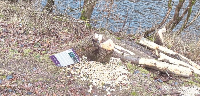 Biber macht mit Baum kurzen Prozess 2022 01 03 Biber Foto